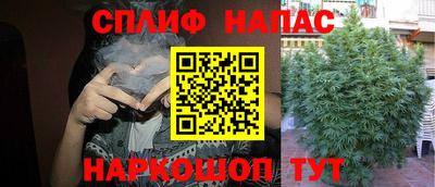 гидра Будённовск